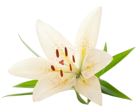 Elegant white lily flower representing the clean environment and stress relief provided by licensed therapists at Golden Hands Massage.