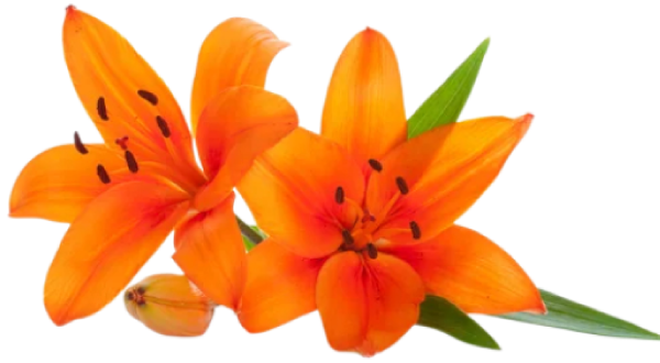 Bright orange lily flowers symbolizing energy and rejuvenation after a full body massage session.