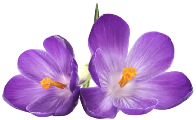 Decorative purple crocus flowers representing the calm and healing environment at Golden Hands Massage spa in Fresno.