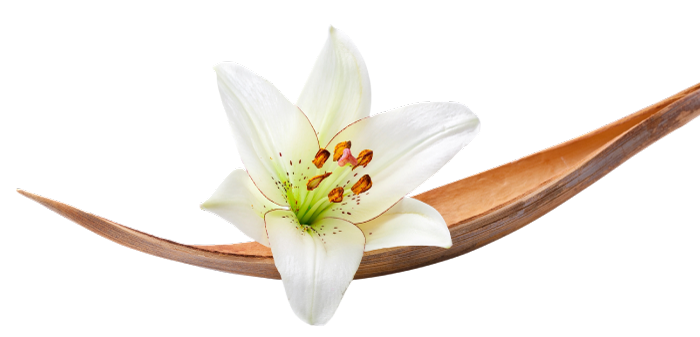 Elegant white lily spa decoration representing the zen and healing environment created for customers at Golden Hands Massage.