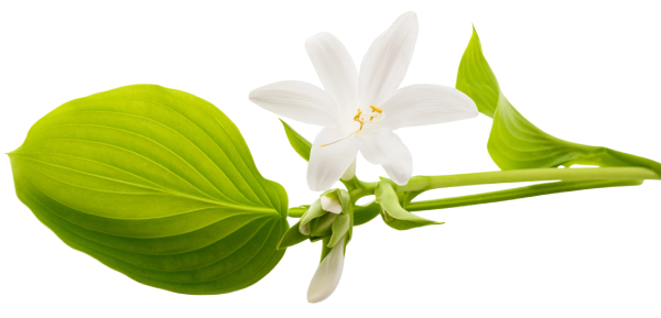 leaf and lily flower