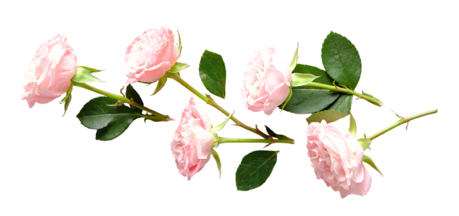 Delicate pink rose floral arrangement symbolizing the gentle and caring touch provided by the staff at Golden Hands Massage Spa in Fresno.